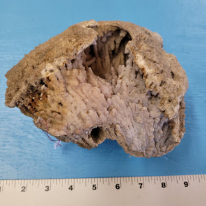 Agatized coral