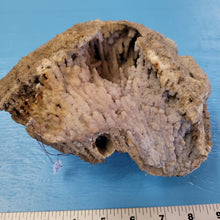 Load image into Gallery viewer, Agatized coral