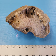 Load image into Gallery viewer, Agatized coral