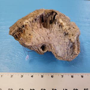 Agatized coral