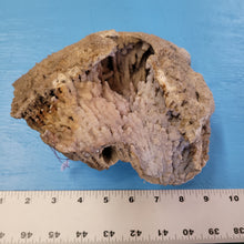 Load image into Gallery viewer, Agatized coral