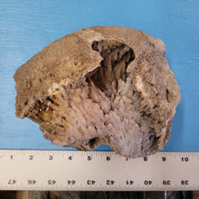 Load image into Gallery viewer, Agatized coral