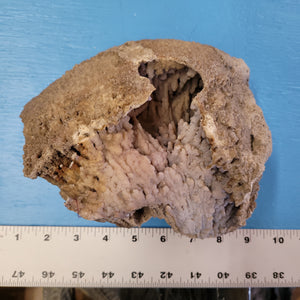 Agatized coral