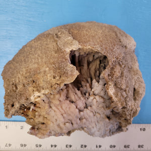 Agatized coral