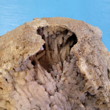 Load image into Gallery viewer, Agatized coral