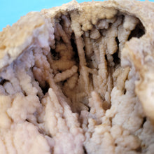 Load image into Gallery viewer, Agatized coral