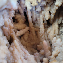 Load image into Gallery viewer, Agatized coral