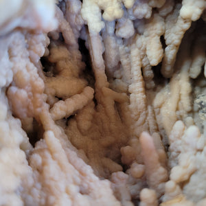 Agatized coral