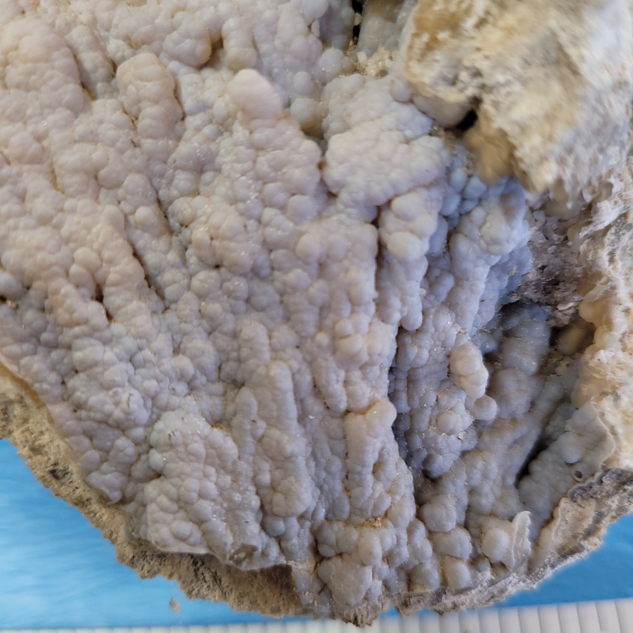 Agatized coral
