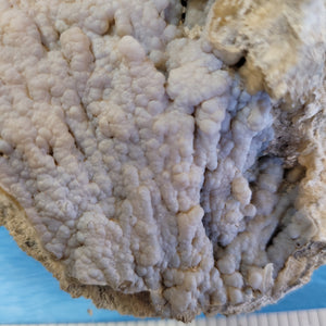 Agatized coral
