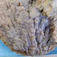 Agatized coral