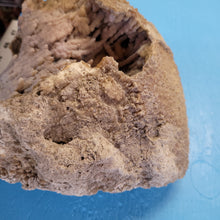 Load image into Gallery viewer, Agatized coral