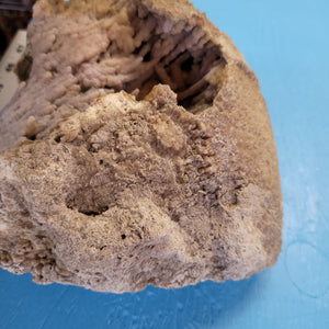 Agatized coral