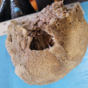 Agatized coral